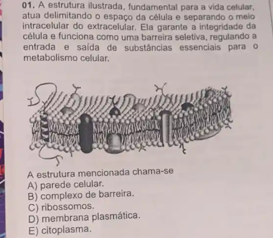 01. A estrutura ilustrada, fundamental para a vida celular,
atua delimitando o espaço da célula e separando o meio
intracelular do extracelular. Ela garante a integridade da
célula e funciona como uma barreira seletiva , regulando a
entrada e saida de substâncias essenciais para 0
metabolismo celular.
A estrutura mencionada chama-se
A) parede celular.
B) complexo de barreira.
C) ribossomos.
D) membrana plasmática.
E) citoplasma.