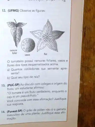 12. (UFMG) Observe as figuras:
tomateiro possui nervuras foliares, vasos e
flores dos tipos esquematizados acima.
a) Quantos cotilédones sua semente apre-
senta?
b) Qual seu tipo de raiz?
13. (PUC-SP) Ao discutir com colegas a origem do
fruto, um estudante afirmou:
"O tomate é um fruto verdadeiro , enquanto o
cajué um pseudofruto."
Você concorda com essa afirmação? Justifique
sua resposta.
14. (Fuvest-SP) O grão de pólen não éo gameta
masculino de uma planta Justifique essa afir-
mação.