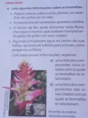 ANALISAR
4. Leia algumas informações sobre as bromélias.
Podem crescer sobre outras plantas, na super.
ficie de rochas ou no solo.
Amaioria vive em ambientes quentes e úmidos.
néctar da flor pode alimentar beija-flores.
morcegos e insetos, que acabam transportan-
do grãos de pólen em seus corpos.
Algumas armazenam água no centro de suas
folhas, servindode hábitat para animais, como
pequenos anfibios.
Com base nessas informações, organize:
a) uma lista dos com-
ponentes vivos ci-
tados com os quais
as bromélias se re-
lacionam;
b) uma lista dos com-
ponentes nào vị-
vos citados com os
quais as bromélias
se relacionam.
Bromélia da especie
Werauhia ororiensis.