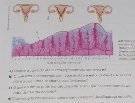 dias do	menstrual
3.34 Represer
esquematica
etapas do ck
(Elementos re
tamanhos na
entres core
a) Qual estrutura do útero está representada pela letra A?
b) Que está acontecendo com essa estrutura entre os dias 1e4 do ciclo
menstrual? Como se chama esse fenômeno?
c) Oqueéo ponto preto indicado pela letra B? Oque acontece com ele por
volta do 14Omega  dia do ciclo?
d) Ocorreu gravidez no ciclo representado na figura? Justifique sua resposta