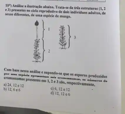 10^circ 
Análise a ilustração abaixo Trata-se de três estruturas
(1,2)
e3) presentes no cielo reprodutivo de dois individuos adultos.de
sexos diferentes, de uma espécie de musgo.
Com base nessa análise e supondo-se que os esporos produzidos
proses sepheio aprocentem
cromossomos presentes em 1,2e 3 são, respectivamente,
a) 24,12 e12
b) 12,6e6
c) 6,12 e 12
d) 12,12e6