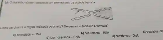 25- Odesenho abaixo representa um cromossomo da espécie humana.
Como se chama a região indicada pela seta? De que substância ela é formada?
b) centrhat (o)mero - RNA
c) cromátide - RI
a) cromátide - DNA
d) cromossomos -RNA
e) centrômero - DNA