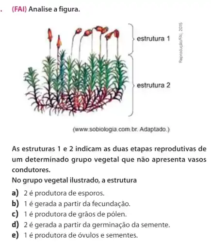 . (FAl) Analise a figura.
(www.sobiologia.com.br.Adaptado.)
As estruturas 1 e 2 indicam as duas etapas reprodutivas de
um determinado grupo vegetal que não apresenta vasos
condutores.
No grupo vegetal ilustrado, a estrutura
a) 2é produtora de esporos.
b) 1é gerada a partir da fecundação.
c) 1é produtora de grãos de pólen.
d) 2é gerada a partir da germinação da semente.
e) 1é produtora de óvulos e sementes.