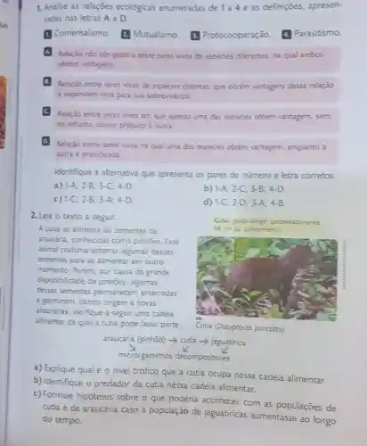 1. Analise as relaçōes ecologicas enumeradas de 1a4e as definiçōes, apresen-
tadas nas letras A a D.
Comensalismo. 2.Mutualismo. 3.Protocooperação a. Parasitismo.
A
Relação nào obrigatoria entre seres vivos de espécies diferentes, na qual ambos
obtêm vantagens.
B. Relação entre seres vivos de especies distintas que obtêm vantagens dessa relação
e dependem dela para sua sobrevivencia.
C Relação entre seres vivos em que apenas uma das espécies obtém vantagem, sem,
no entanto, causar prejuizo à outra
D. Relação entre seres vivos na qual uma das espécies obtém vantagem, enquanto a
outra é prejudicada
Identifique a alternativa que apresenta os pares de número e letra corretos.
a) 1-A; 2-B ; 3-C; 4-D.
b) 1-A; 2-C 3-B; 4-D.
c) 1-C;2-B;3-A;4-D.
d) 1-C; 2-D 3-A: 4-B.
2. Leia o texto a seguir.
Cutia pode atingi aproximadamente
66 cm de comprimento.
A cutia se alimenta de sementes da
araucária, conhecidas como pinhoes. Esse
animal costuma enterrar algumas dessas
sementes para se alimentar em outro
momento. Porém, por causa da grande
disponibilidade de pinhoes, algumas
dessas sementes permanecem enterradas
e germinam, dando origem a novas
araucárias. Verifique a seguir uma cadeia
alimentar da qual a cutia pode fazer parte.
Cutia (Dosyprocto punctata)
araucária (pinhão) ->cutia -> jaguatirica
microrganismos decompositores
a) Explique qual éo nivel trófico que a cutia ocupa nessa cadeia alimentar.
b) Identifique o predador da cutia nessa cadeia alimentar.
c) Formule hipóteses sobre o que poderia acontecer com as populaçōes de
cutia e de araucária caso a população de jaguatiricas aumentasse ao longo
do tempo.