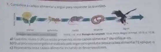 1. Considere a cadeia alimentar a seguir para responder às questões.
a) Quantos níveis tróficos estão presentes nessa cadeia alimentar? Identifique-os.
b) Qual processo energético é realizado pelo organismo produtor dessa cadeia alimentar? Explique-o.
c) Represente essa cadeia alimentar incluindo os decompositores.