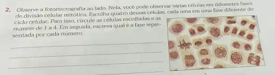 2. Observe a fotomicrografia ao lado. Nela, você pode observar várias células em diferentes fases de divisão celular mitótica. Escolha quatro dessas células, cada uma em uma fase diferente do ciclo celular. Para isso, circule as células escolhidas e as numere de 1 a 4. Em seguida, escreva qual é a fase representada por cada número.