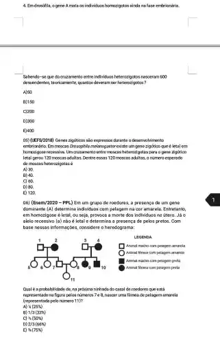 4. Em drosófila, o gene A mata os individuos homozigotos ainda na fase embrionária.
Sabendo-se que do cruzamento entre individuos heterozigotos nasceram 600
descendentes , teoricamente, quantos deveram ser heterozigotos?
A) 50
B) 150
C)200
D) 300
E)400
05) (UEFS/2018) Genes zigóticos são expressos durante o desenvolvimento
embrionário. Em moscas Drosophila melanogaster existe um Igene zigótico que é letalem
homozigose recessiva . Um cruzamento entre moscas heterozigotas para o gene zigótico
letal gerou 120 moscas adultas. Dentre essas 120 moscas adultas, o número esperado
de moscas heterozigotas é
A) 30.
B) 40.
C) 60.
D) 80.
E) 120.
06) (Enem/2020 -PPL) Em um grupo de roedores, a presença de um gene
dominante (A)determina individuos com pelagem na cor amarela. Entretanto,
em homozigose é letal, ou seja, provoca a morte dos individuos no útero. Já 0
alelo recessivo (a) não é letal e determina a presenç ide pelos pretos. Com
base nessas informações , considere o heredograma:
LEGENDA
Qual é a probabilidade de, na próxima ninhada do casal de roedores que está
representado na figura pelos números 7e 8, nascer uma fêmea de pelagem amarela
(representada pelo número 11)?
A) 1/4(25% )
B) 1/3(33% )
C) 1/2(50% )
D) 2/3(66% )
E) 3/4(75% )