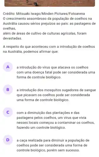 Crédito: Mitsuaki Iwago/Minden Pictures/Fotoarena
crescimento assombroso da população de coelhos na
Austrália causou sérios prejuízos ao país: as pastagens de
ovelhas,
além de áreas de cultivo de culturas agrícolas, foram
devastadas.
A respeito do que aconteceu com a introdução de coelhos
na Austrália , podemos afirmar que:
A a introdução do virus que atacava os coelhos
com uma doença fatal pode ser considerada uma
forma de controle biológico.
B
que picavam os coelhos pode ser considerada
a introdução dos mosquitos sugadores de sangue
uma forma de controle biológico.
com a diminuição das plantações e das
pastagens pelos coelhos, um vírus que vivia
nesses locais começou a contaminar os coelhos,
fazendo um controle biológico.
D a caça realizada para diminuir a população de
coelhos pode ser considerada uma forma de
controle biológico , porém sem sucesso.