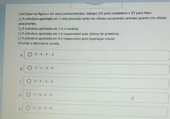 Com base na figura e em seus conhecimentos.marque (V) para verdadeiro e (F) para falso.
() A estrutura apontada em 1 está presente tanto em células eucariontes animais quanto em células
procariontes.
( ) A estrutura apontada em 2 éo nucléolo
() A estrutura apontada em 3 é responsável pela sintese de proteínas.
() A estrutura apontada em 4 é responsável pela respiração celular.
Assinale a alternativa correta.
F-F-F-V
v -V-V - F
V-F-v-v
F-V-F-F
V-V-F-F