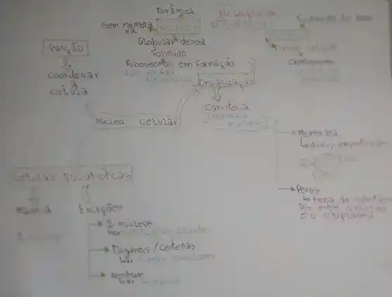 Divâmica	Leoplasm
Killings is two
sem memora NucloLo US
Kunsa
Globolardensa
square 
rormado
Divisao
Riboseomos em formacão	Chomoseono
coorderar	Crico
Ribassonico square 
ceLula
Núcleo celular
frembr
ana
Ld
CeLulas	Poros
Poros
trocal
maioria
a
muczeos
e
A. on
as/centenas
ares
Henacias