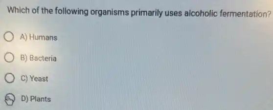 Which of the following organisms primarily uses alcoholic fermentation?
A) Humans
B) Bacteria
C) Yeast
D) Plants