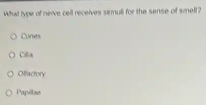 What hppe of nerve cell receives stimuli for the sense of smell?
Cones
Cilia
Olfactory
Papillae