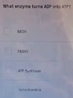 What onzyme turns ADP into ATP?
NADH
FADH2
ATP Synthase
mitochondria