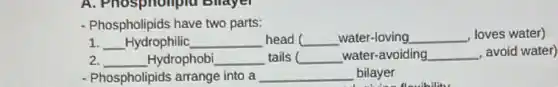 A. Phospholipid Bllayer
- Phospholipids have two parts:
1 __ Hydrophilic __ head __ water-loving __ , loves water)
2. __ Hydrophobi __ tails __ water-avoiding __ , avoid water)
- Phospholipids arrange into a __ bilayer