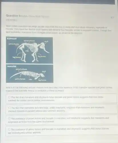 Question 5444tple Choice Worth 3 points)
(05.01 MC)
West Indian manatees are large aquatic mammals that live in rivers and near shore estuaries, especially in
Florida. They have two flexible front flippers with three or four toenails simitar to elephant toenals Though they
tack hind limbs, manatees have vestigial petric bones as shown in the diagram
Which of the following answer choices best describes how evidence of the manatee toenaits and pelice bones
supports the scientific theory of evolution of these animals?
The fact that manatees and elephants have toenails and pelvic bones suggests that their limbs
evolved for similar use in similar environments
The fact that manatees lack hind legs, unlike elephants, suggests that manatees and elephants
evolved toenaits in parallel without any common ancestry
The existence of pelvic bones and toenails in manatees and elephants suggests that manatees and
elephants evolved from the same land animal
The existence of pelvic bones and toenails in manatees and elephants suggests that these animals
are evolving into similar animals
