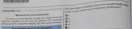 QUESTÃO 113
Metabolismo de procariontes
esquema representa a ação de organismos no
ciclo do nitrogênio e no ciclo do carbono Os números
correspondem a algumas etapas dos dois ciclos distintos.
Procariontes no ciclo do nitrogênio
Em qual etapa numerad procariontes
como a que ocorre nos procariontes nitrificantes?
A 1
B (B) 2
3
.
D 4
5