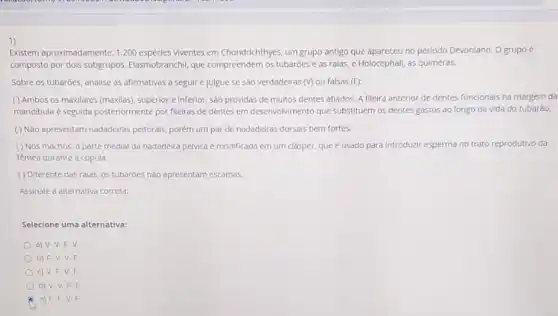 1)
Existem aproximadamente, 1.200 viventes em Chondrichthyes, um grupo antigo que apareceu no periodo Devoniano. O grupo é
composto por dois subgrupos Elasmobranchil, que compreendem os tubaróes e as raias, e Holocephall as quimeras.
Sobre os tubarōes, analise as afirmativas a seguir e julgue se são verdadeiras (V) ou falsas (F):
( ) Ambos os maxilares (maxilas), superior e inferior Sào providas de multos dentes afiados. A fileira anterior de dentes funcionals na margem da
mandibula é seguida posteriormente por fileiras de dentes em desenvolvimento que substituem os dentes gastos ao longo da vida do tubarão.
() Não apresentam nadadeiras peitorais, porém um par de nadadeiras dorsals bem fortes.
( ) Nos machos, a parte medial da nadadeira pélvica é modificada em um clásper, que é usado para Introduzir esperma no trato reprodutivo da
femea durante a cópula.
( ) Diferente das raias os tubaróes nào apresentam escamas.
Assinale a alternativa correta
Selecione uma alternativa:
a) V-V-F v.
b) F-V-V F.
c) V-FV F.
d) V.V.F F.
B e) FF-V.F.