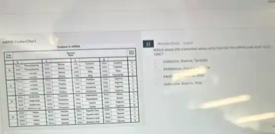 mRNA Codon Chart
Cedons in mith

 & 1 & & & & & & & & 
 & & & & & & & & & 
 & & & & & & & & & 
 & & & & & & & & & 
 & & & & & & & & & 
 & & & & & & & & & 
 & & & & & & & & & 
 & & & & & & & & & 
 & & & & & & & & & 
 & & & & & & & & & 
 & & & & & & & & & 
 & & & & & & & & & 
 & & & & & & & & & 
 & & & & & & & & & 


21
Mitile Choice 1 point
Which shows the translated amino acid chain for the mRNA code AUG CCC UAC?
Isoleucine, Alanine, Irosine
Methionine, Alanine, Iroine
Methi
Isoleucine, Alanine, Stop