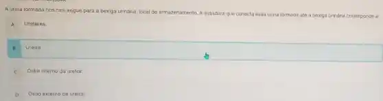 A urina formada nos rins segue para a bexiga urinária, local de armazenamento. A estrutura que conecta essa urina formada até a bexiga urinária corresponde a:
A Ureteres
B
Uretra:
C
Ostio interno da uretra:
D
Ostio externo da uretra: