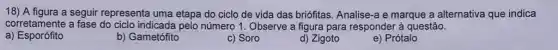 18) A figura a seguir representa uma etapa do ciclo de vida das briófitas. Analise a e marque a alternativa que indica
corretamente a fase do ciclo indicada pelo número 1. Observe a figura para responder à questão.
a) Esporófito
b) Gametófito
c) Soro
d) Zigoto
e) Prótalo