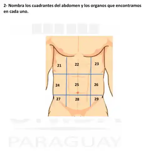 2- Nombra los cuadrantes del abdomen y los organos que encontramos en cada uno.