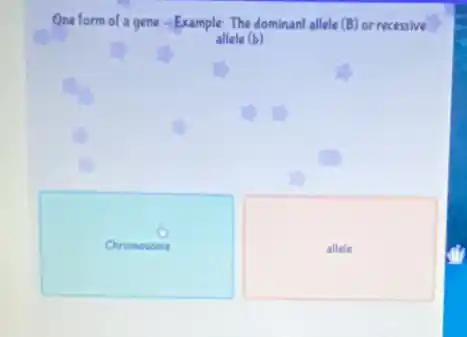 One form of a gene -Example: The dominant allele (B) or recessive
allele (b)
Chromosome
allele